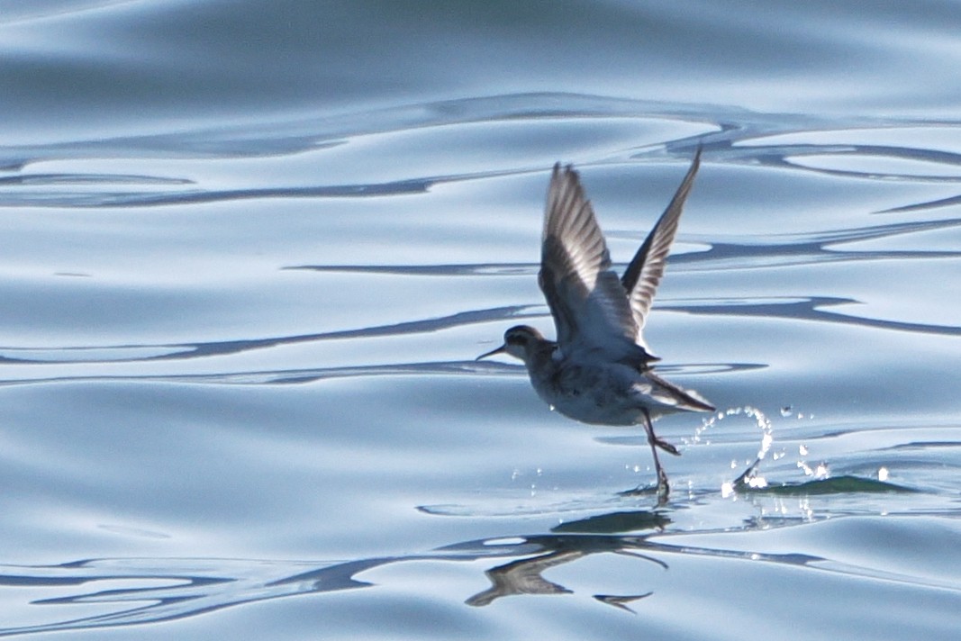 Red-necked Phalarope - ML608538541