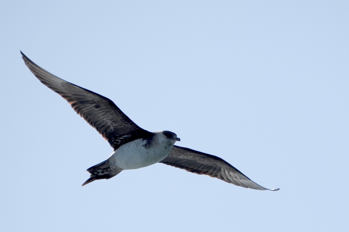 Parasitic Jaeger - ML608538545