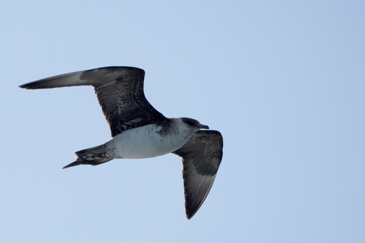 Parasitic Jaeger - ML608538546