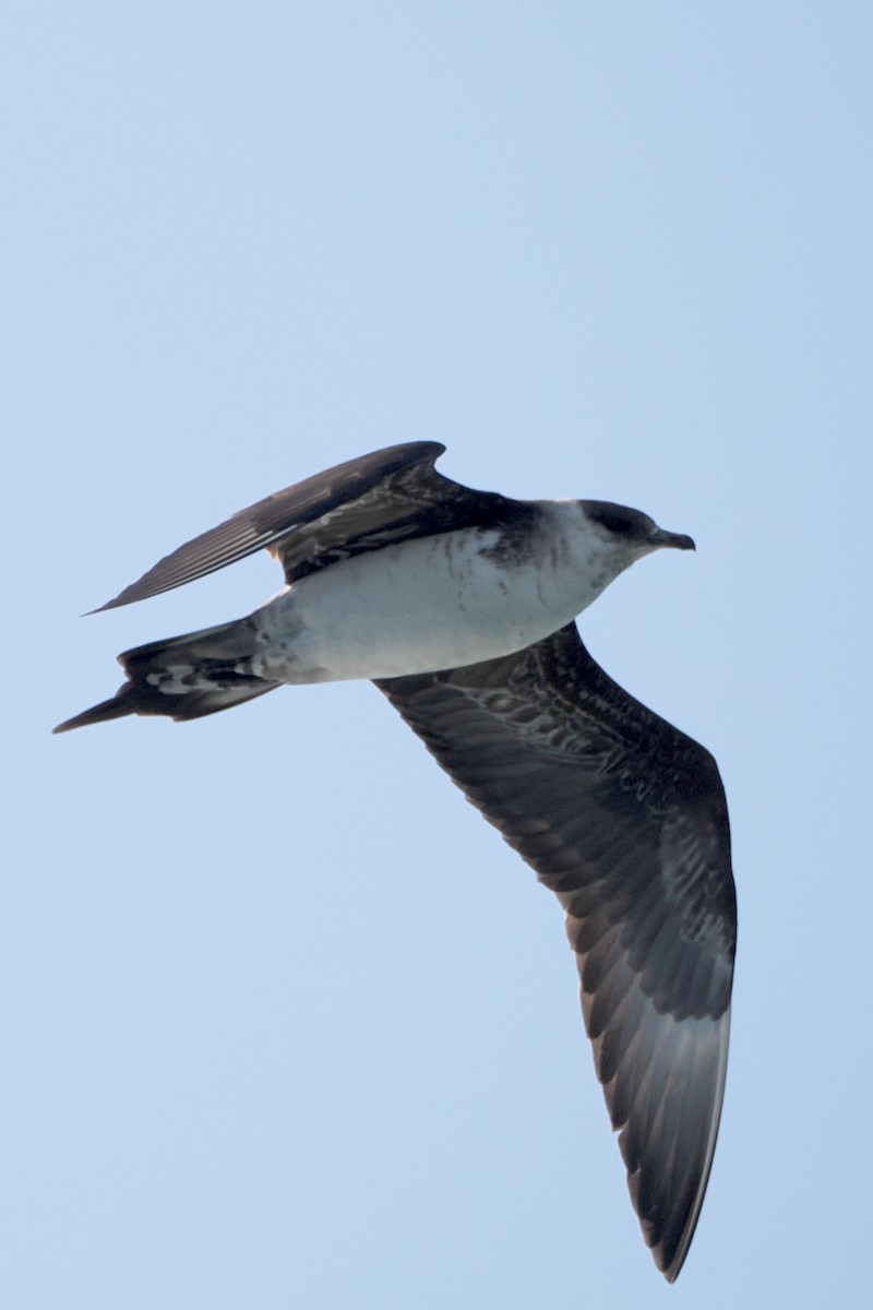 Parasitic Jaeger - ML608538547