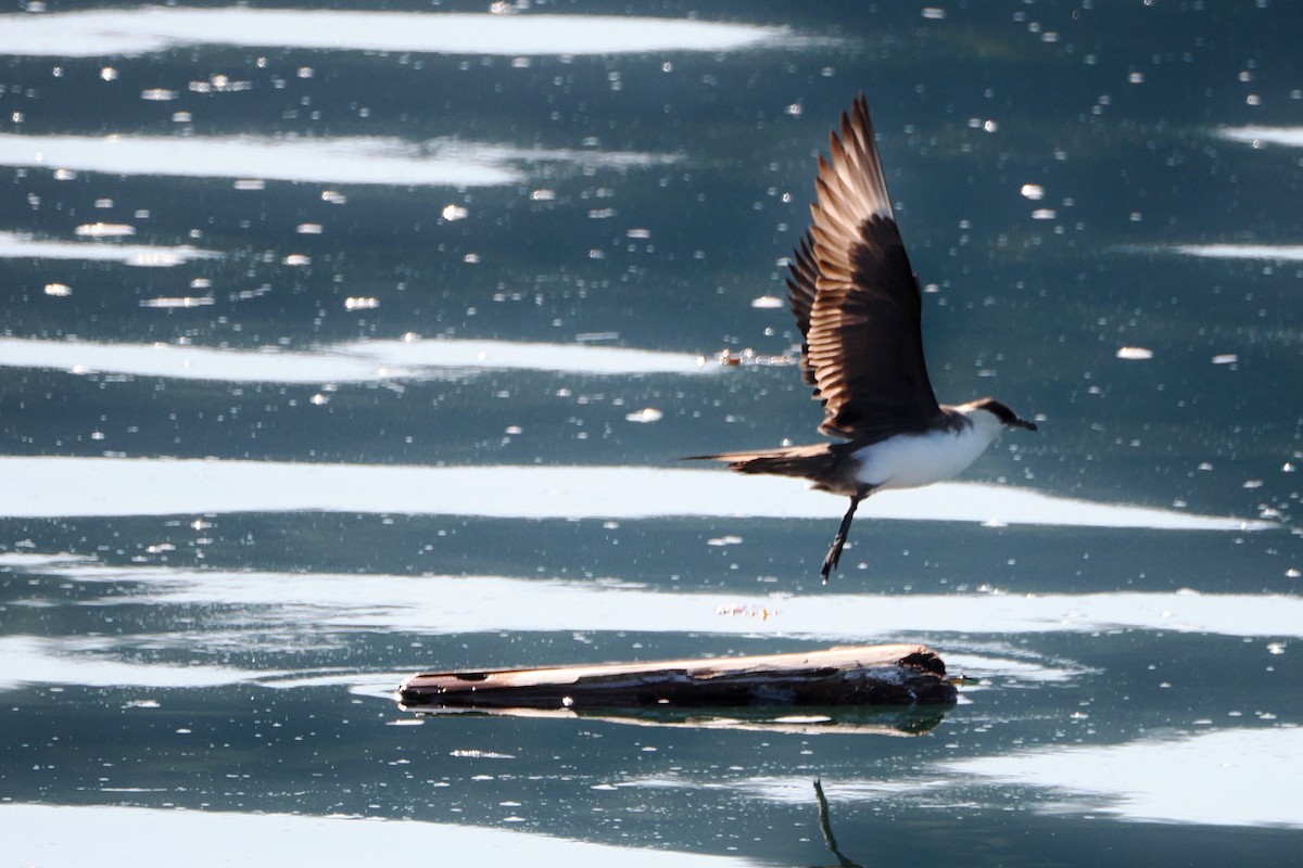 Parasitic Jaeger - ML608538551