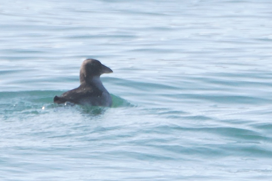 Tufted Puffin - ML608538552