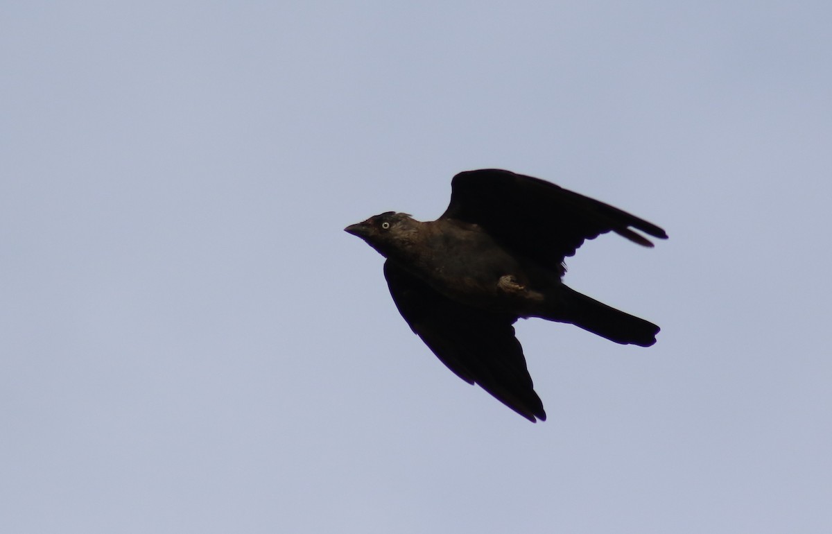 Eurasian Jackdaw - Diogo Pinto