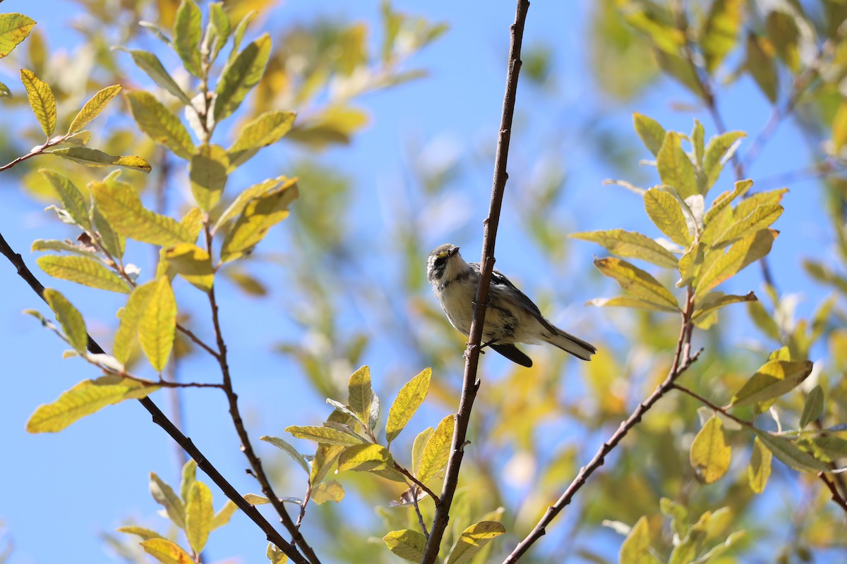 Black-throated Gray Warbler - ML608538597