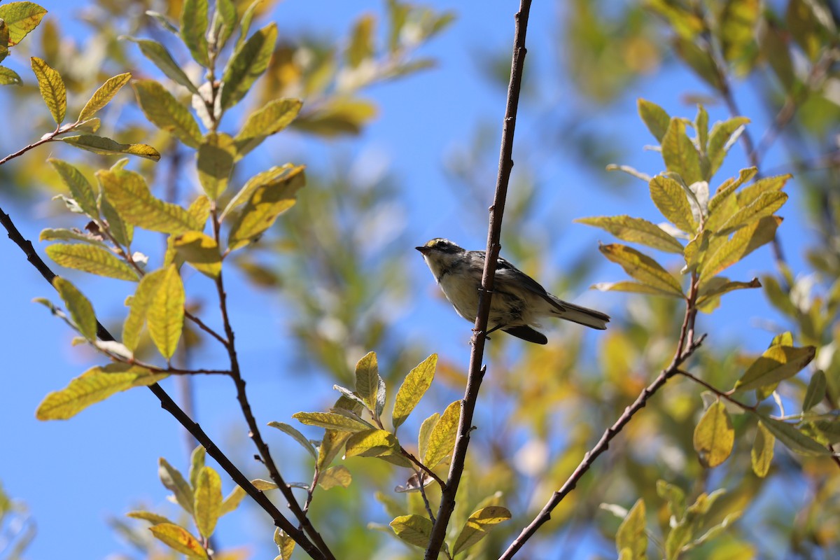 Black-throated Gray Warbler - ML608538598