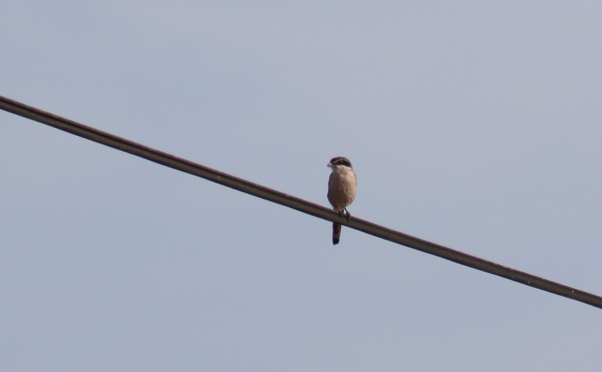 Iberian Gray Shrike - Diogo Pinto