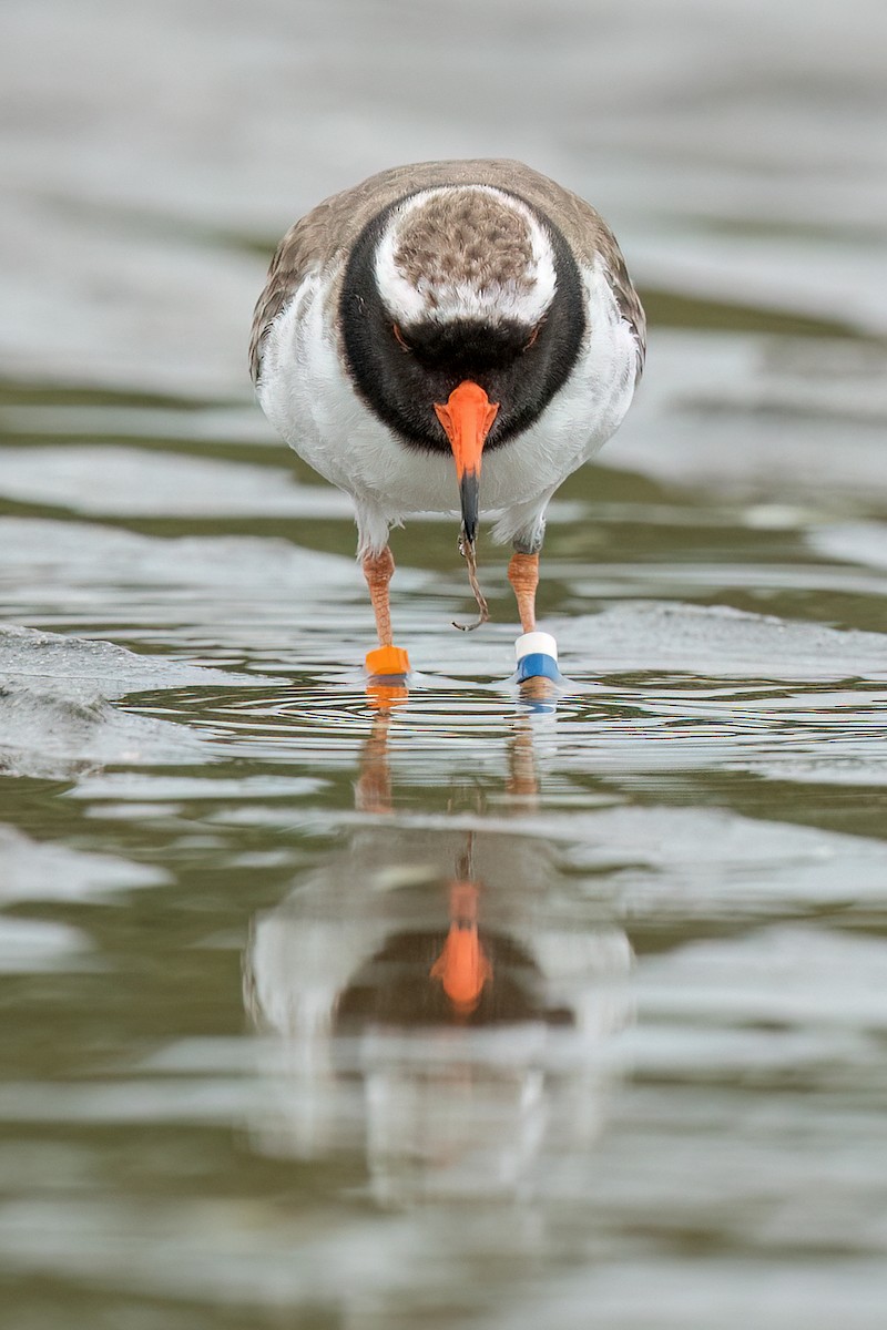 Shore Plover - David Irving