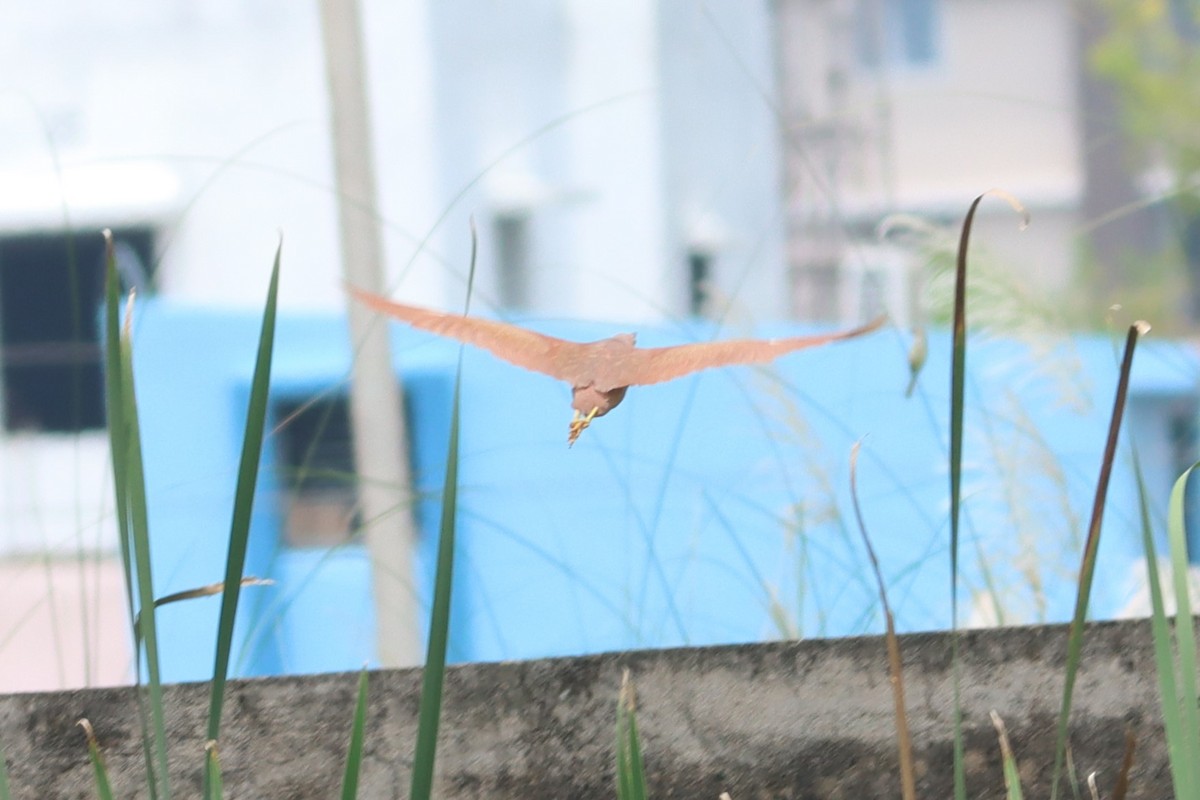 Cinnamon Bittern - ML608538823