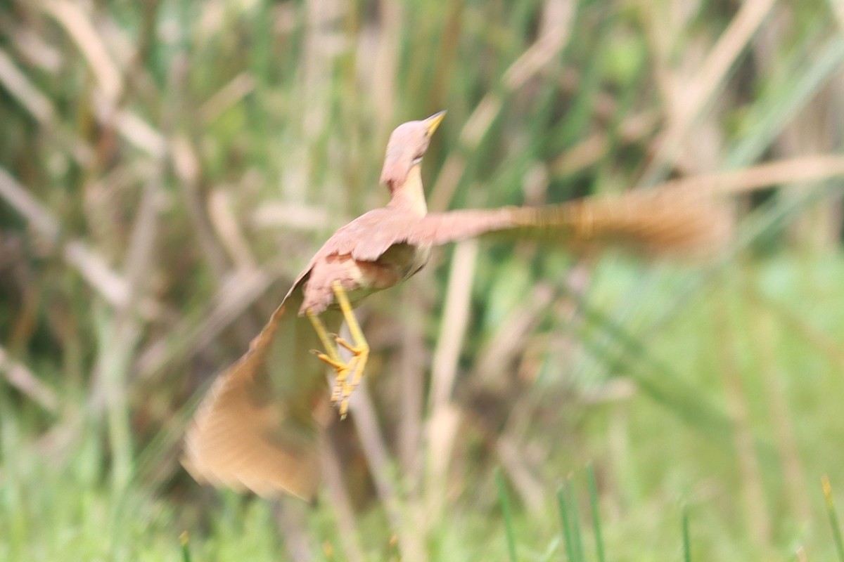 Cinnamon Bittern - Ajay Sarvagnam