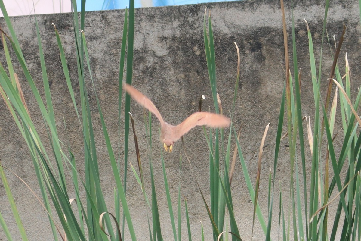 Cinnamon Bittern - ML608538825