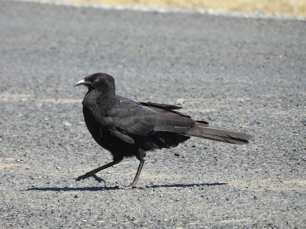 White-winged Chough - ML608538839