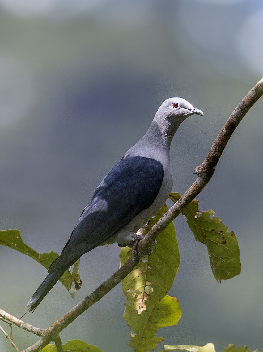 Nicobar Imperial-Pigeon - ML608538848