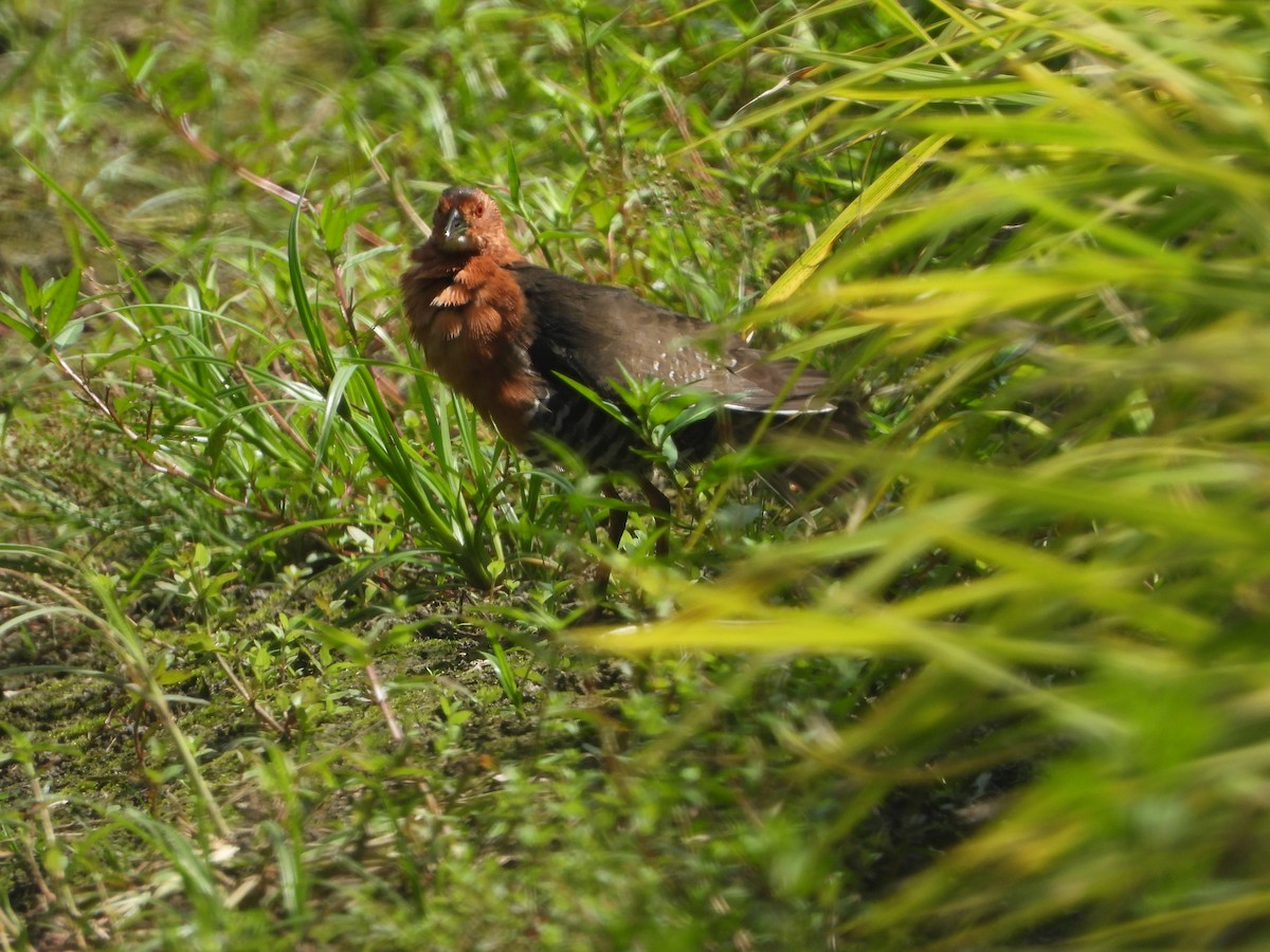 Band-bellied Crake - ML608538870