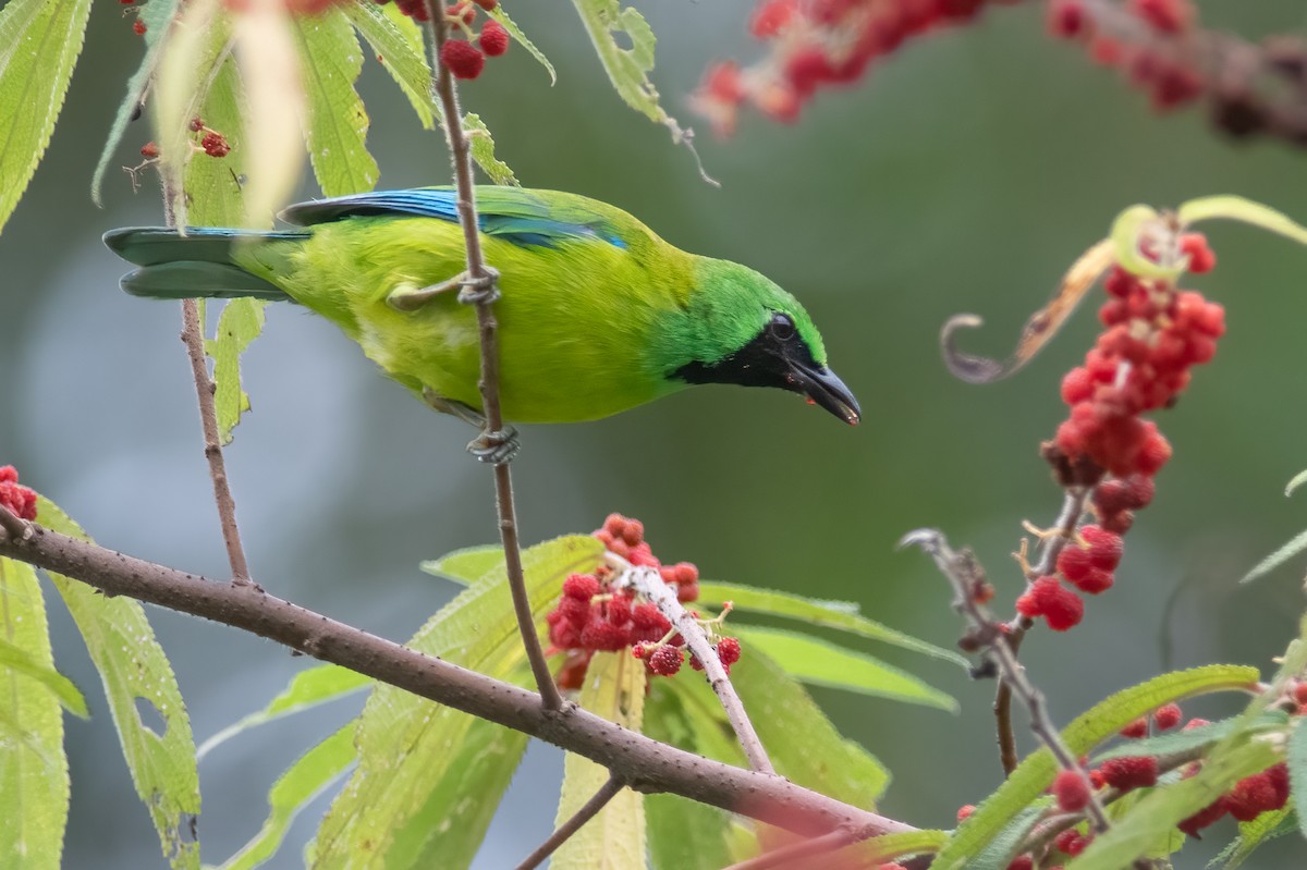Bornean Leafbird - Daniel Field