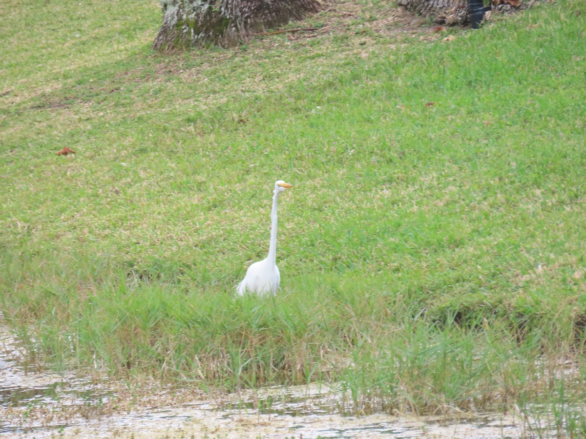 Western Cattle Egret - ML608539101