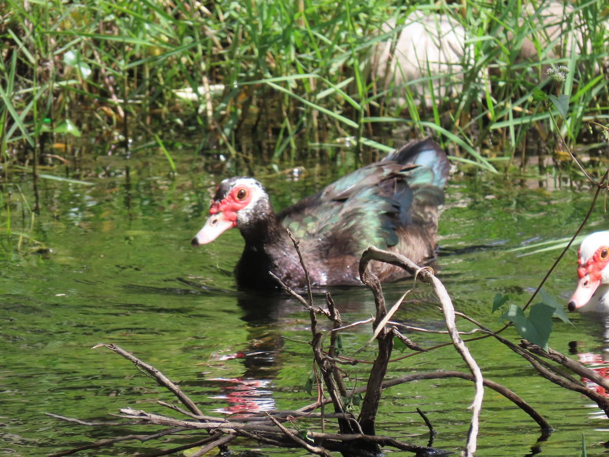 Muscovy Duck (Domestic type) - ML608539130