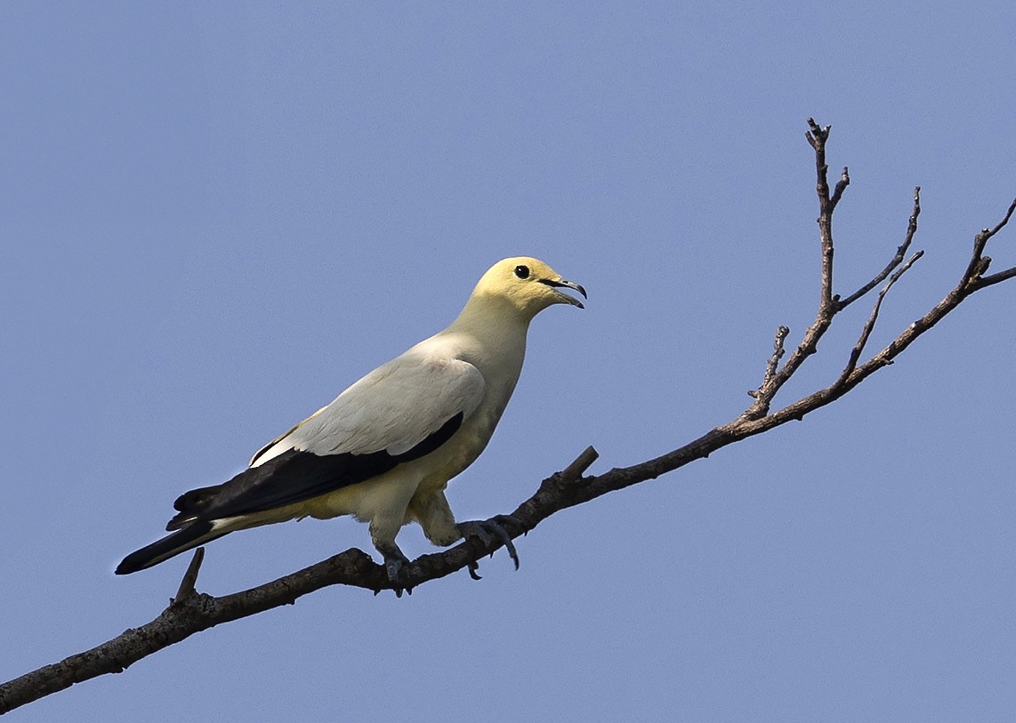 Pied Imperial-Pigeon - ML608539175