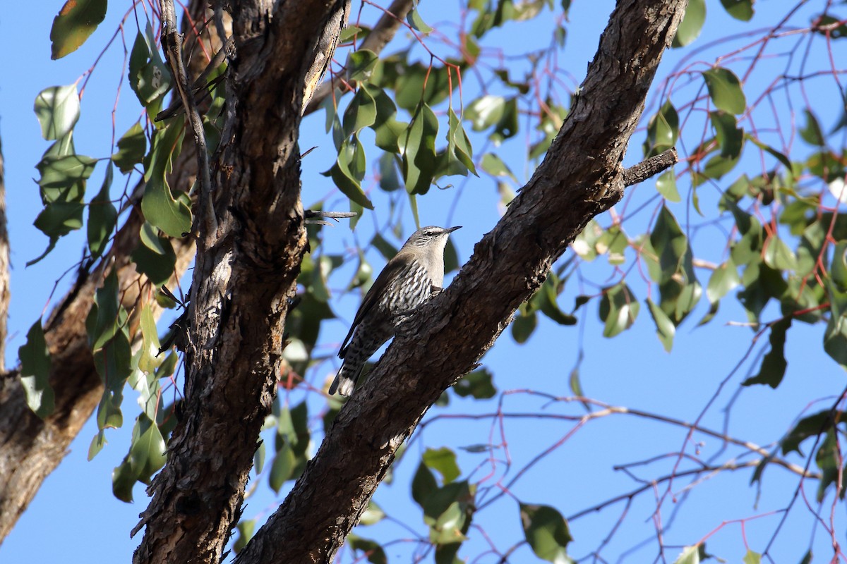 White-browed Treecreeper - ML608539176