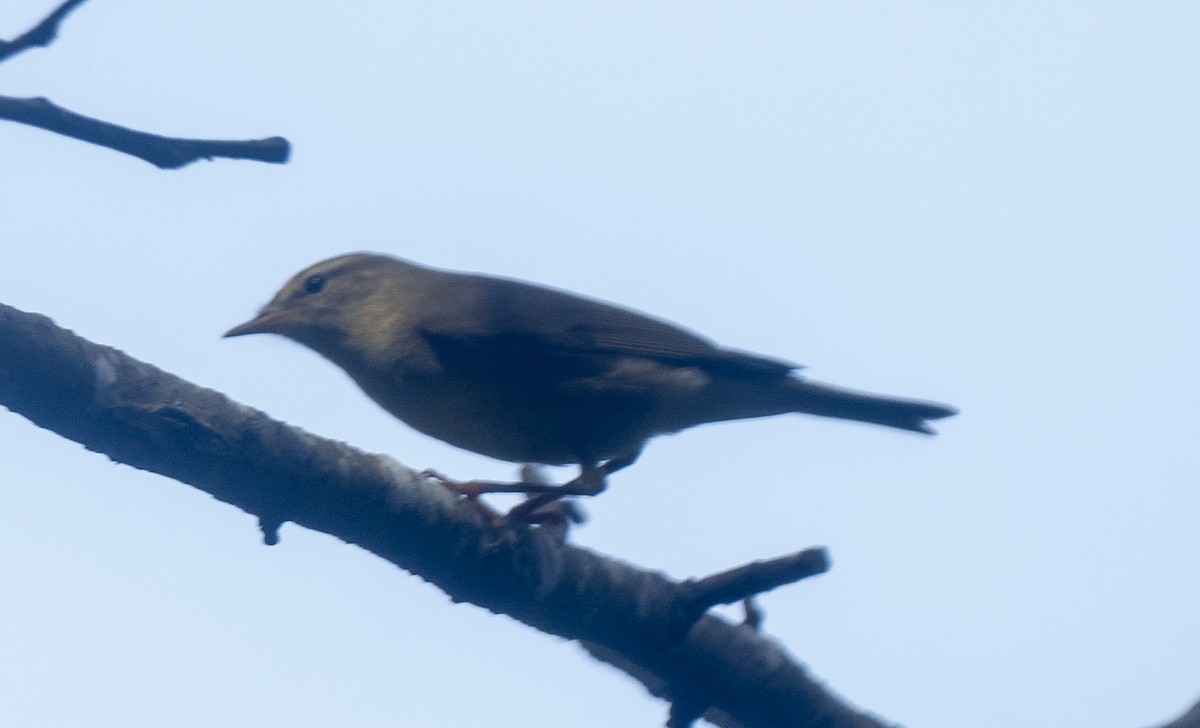 Mosquitero Musical - ML608539269