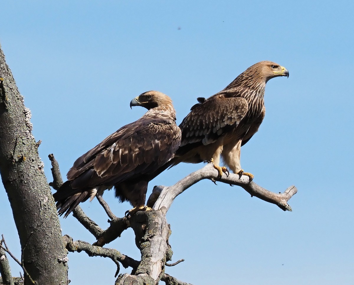 Imperial Eagle - Milan Janoušek