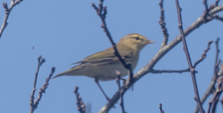 Willow Warbler - ML608539359