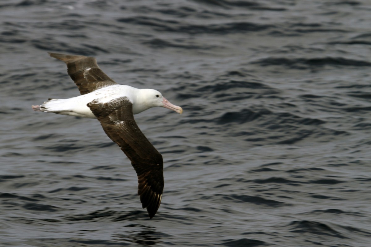 albatros stěhovavý/tristanský/jižní - ML608539418