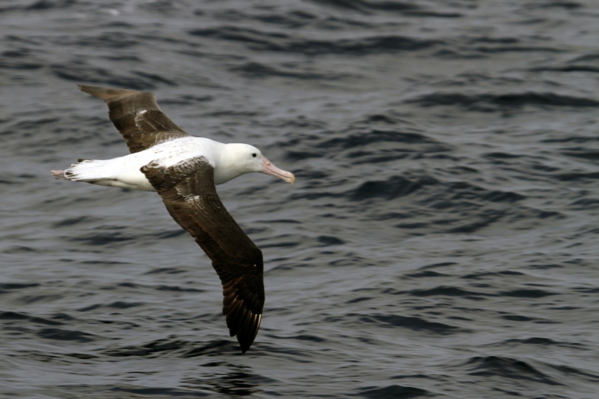 Ak Gezgin/Antipod Gezgin Albatrosu - ML608539418