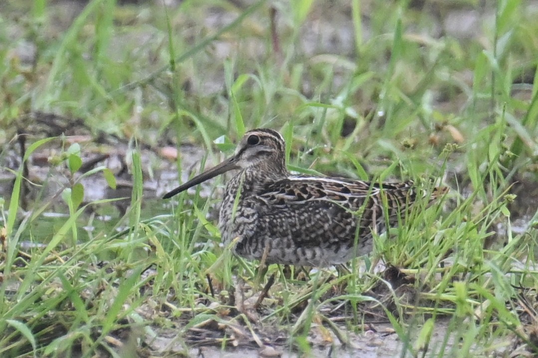 Pin-tailed Snipe - ML608539439