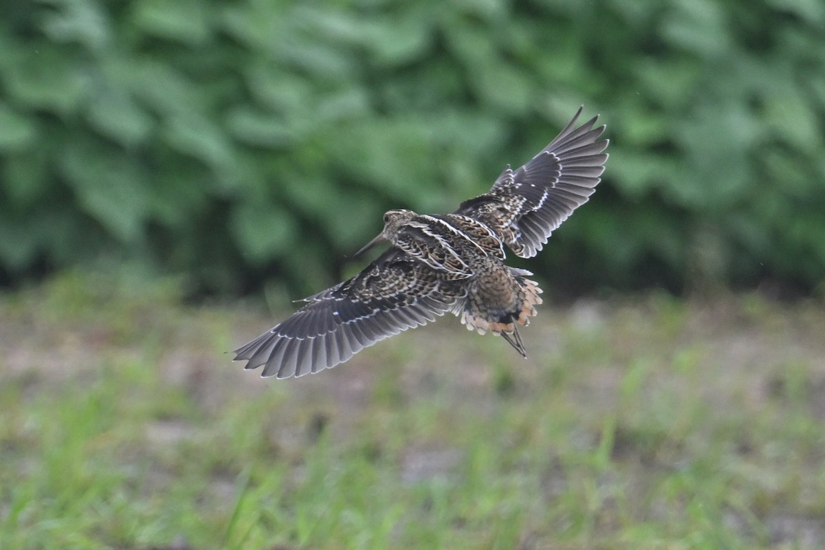 Pin-tailed Snipe - ML608539440