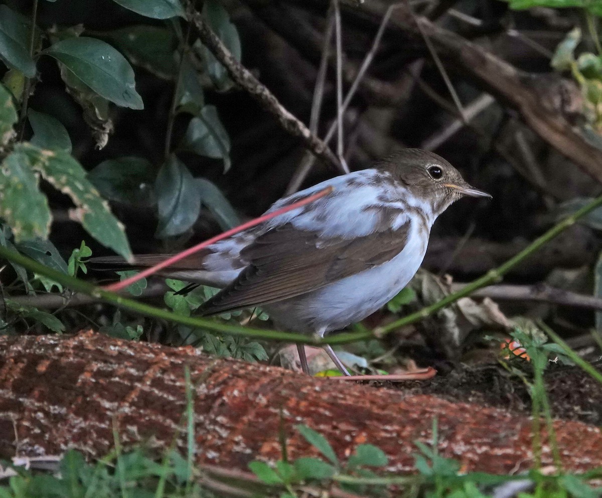 Thrush Nightingale - ML608539449