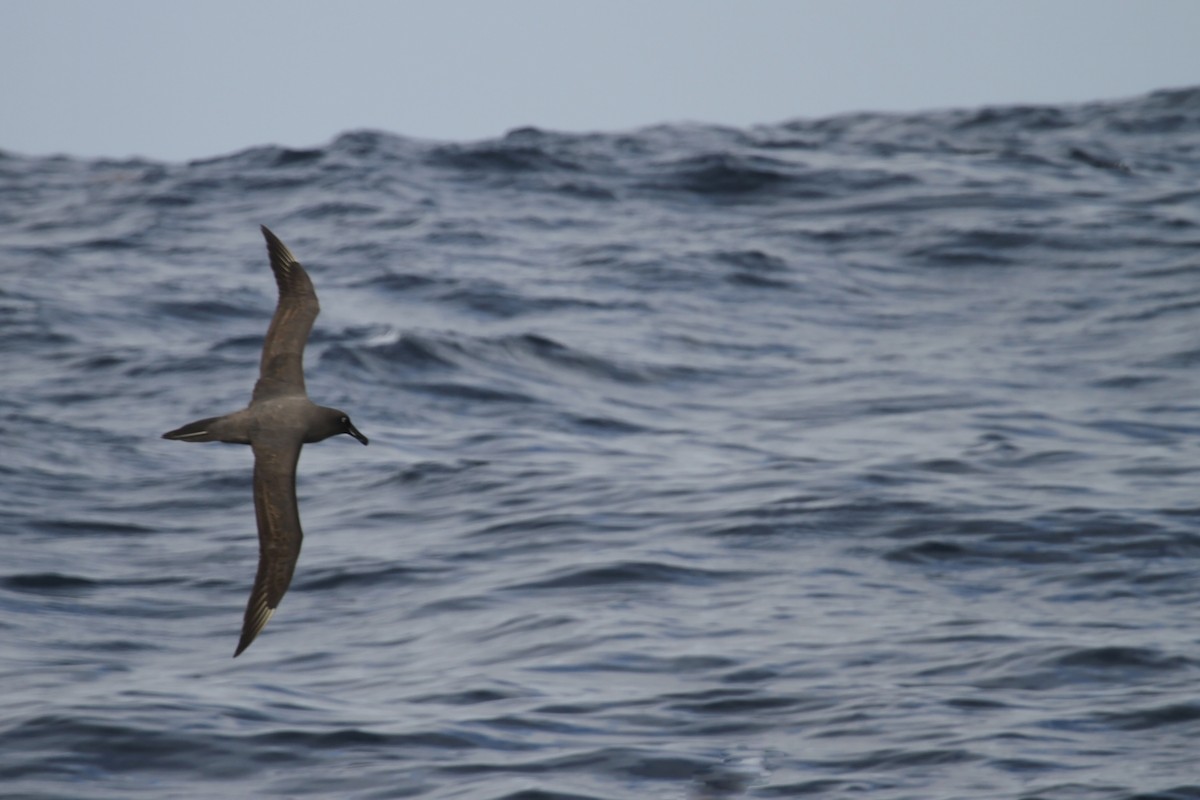 Sooty Albatross - ML608539486