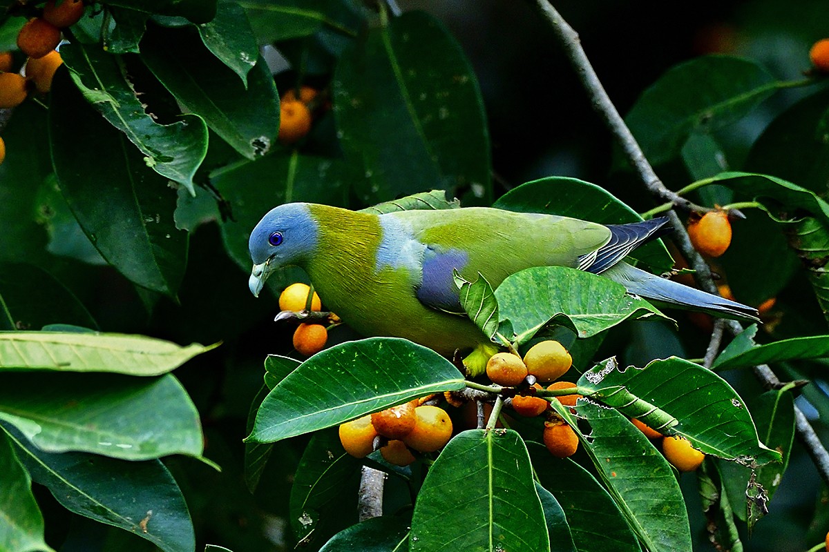 Yellow-footed Green-Pigeon - ML608539498