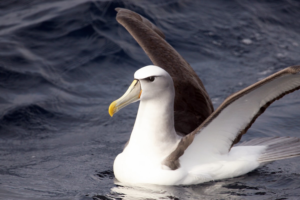 White-capped Albatross (cauta) - ML608539544