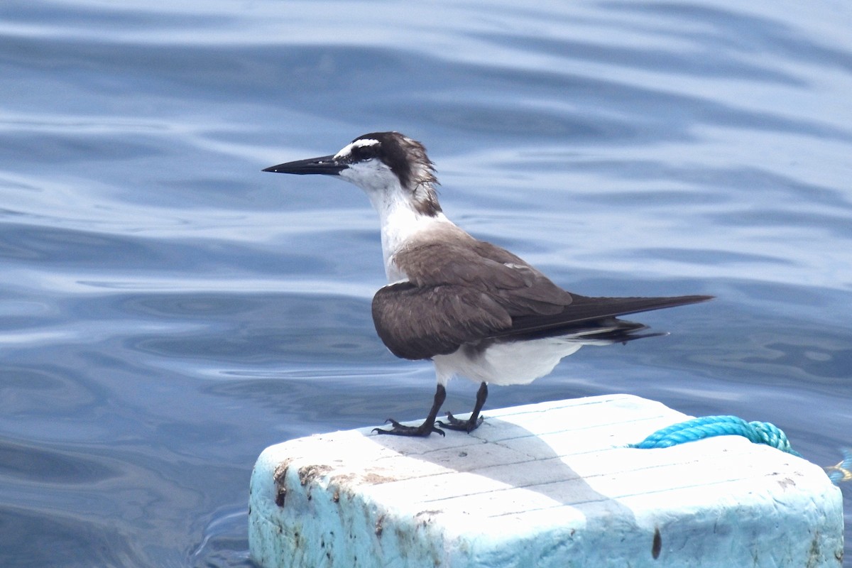 Bridled Tern - Dr Mohammed Umer  Sharieff