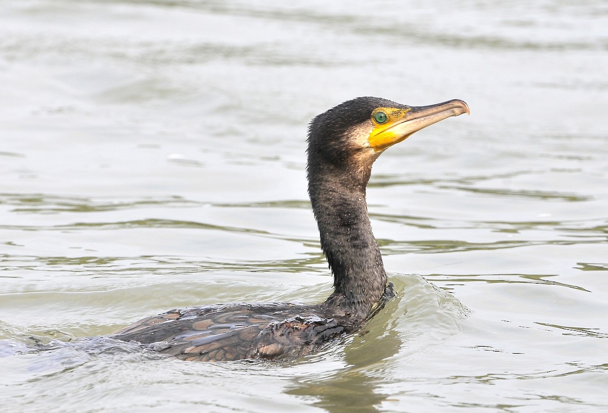 Great Cormorant - Kurt Hennige