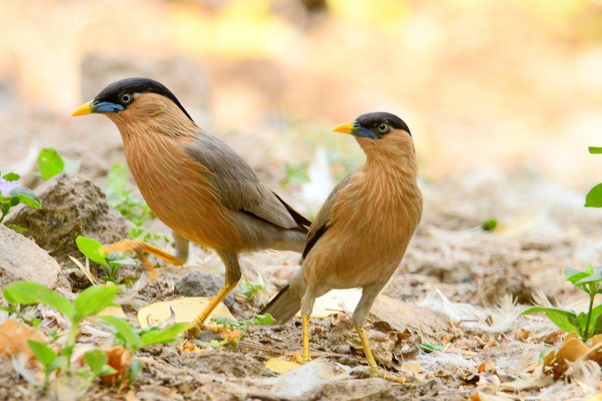 Brahminy Starling - Satyajit Roy