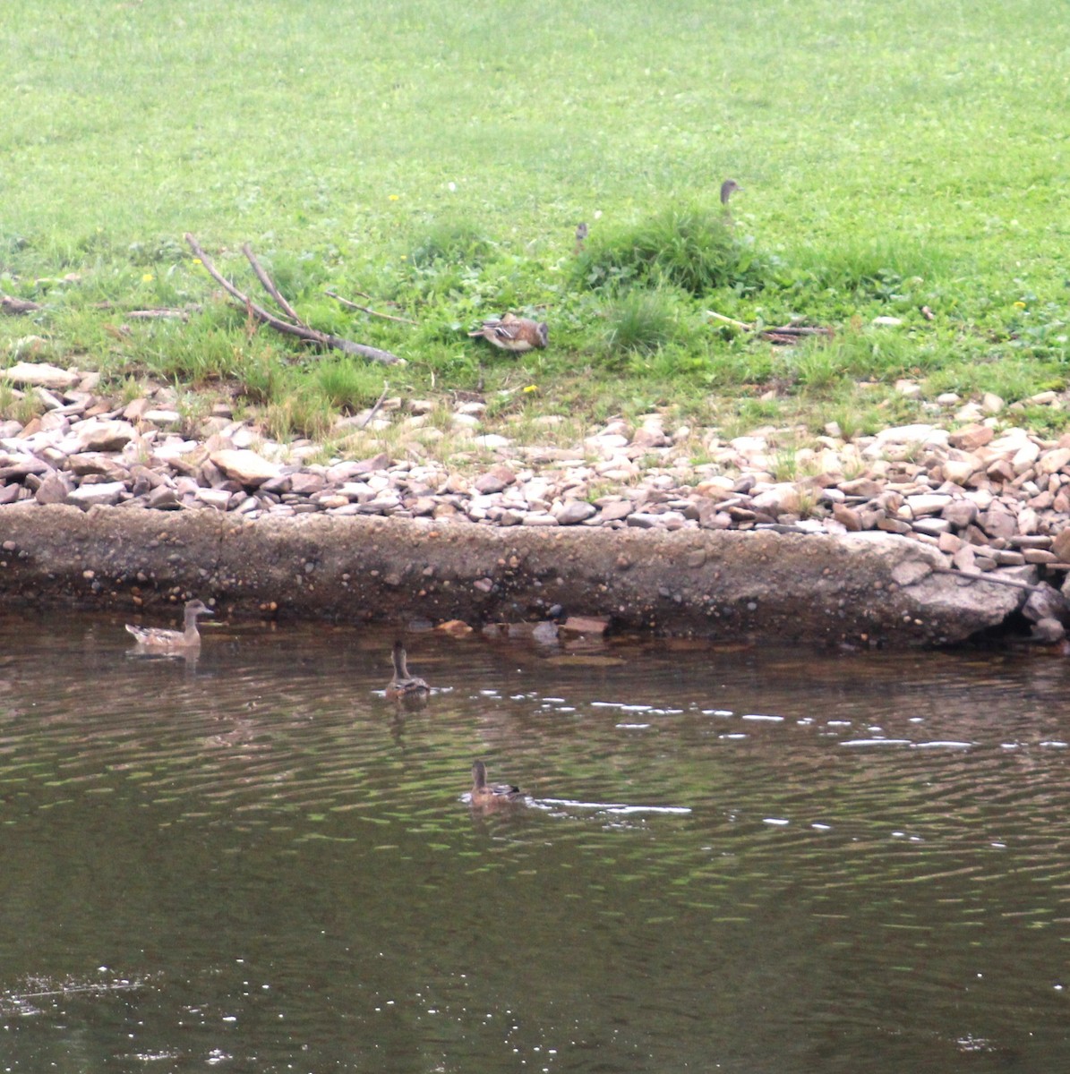 American Wigeon - ML608539829