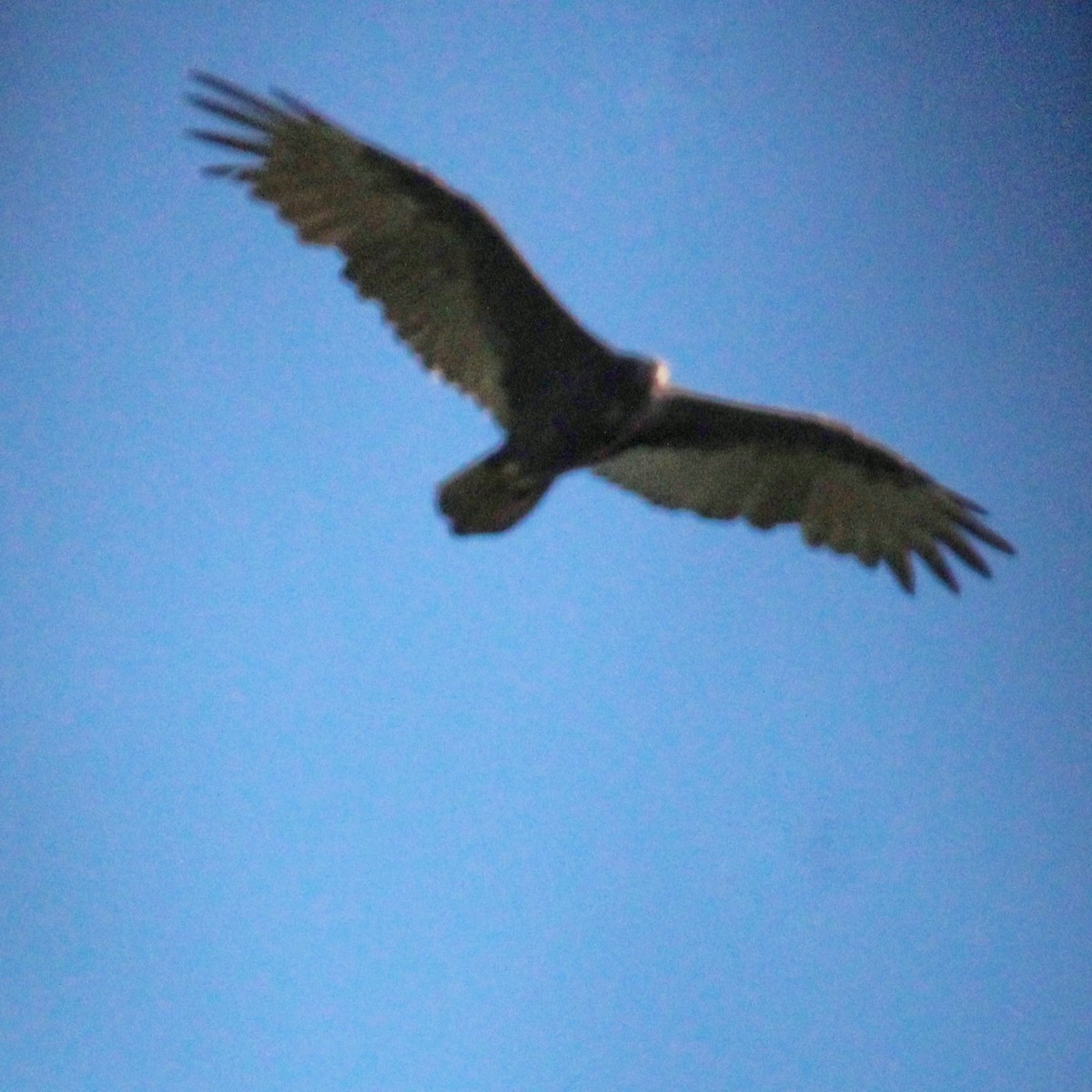 Turkey Vulture - ML608539839