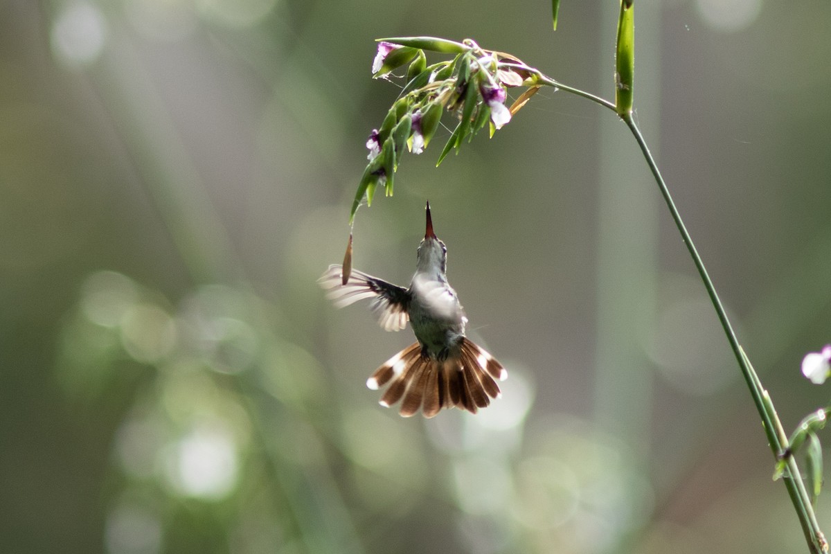 Canivet's Emerald - ML608540135