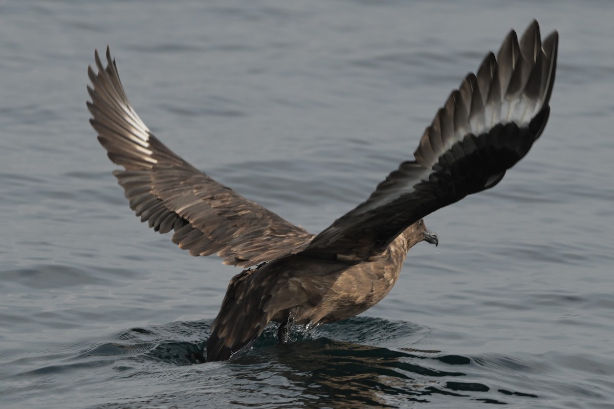 Brown Skua - ML608540179