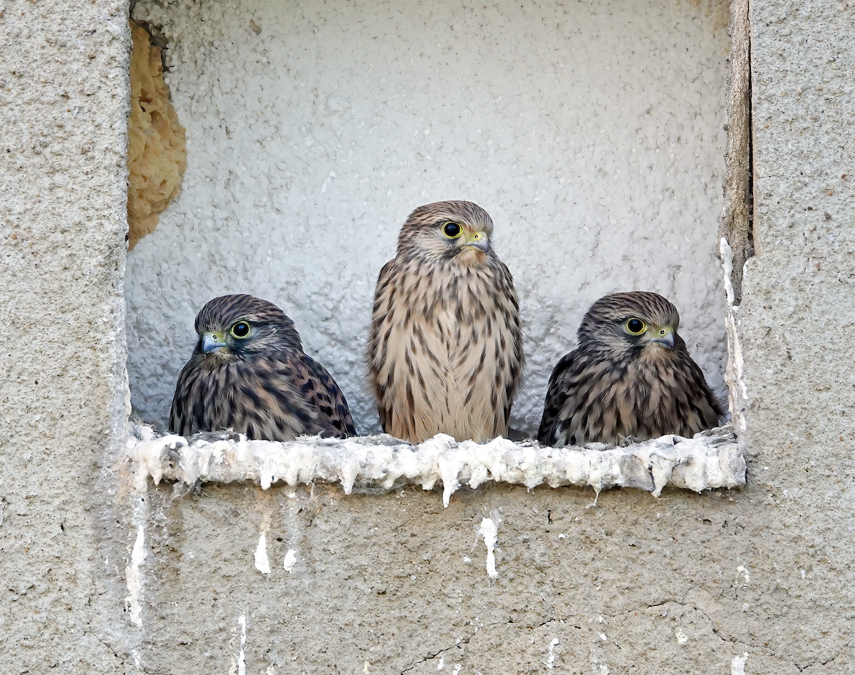 Eurasian Kestrel - ML608540212