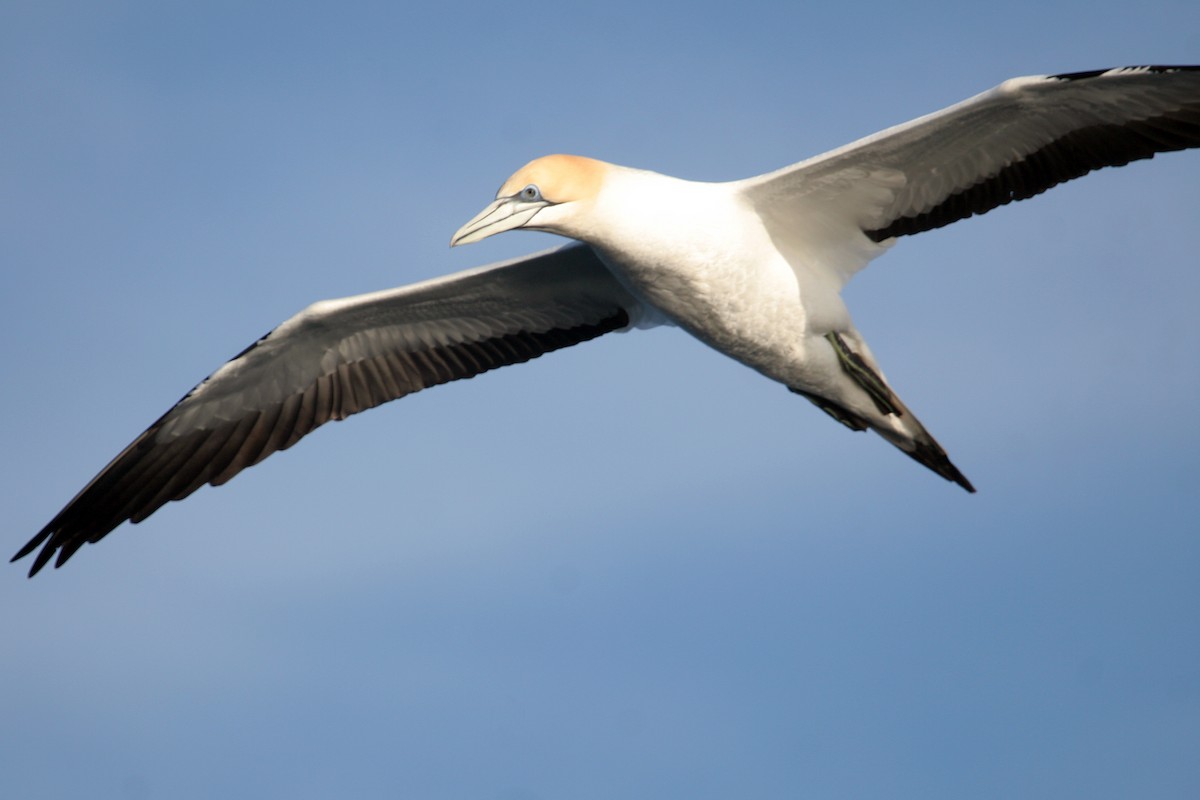 Australasian Gannet - ML608540271