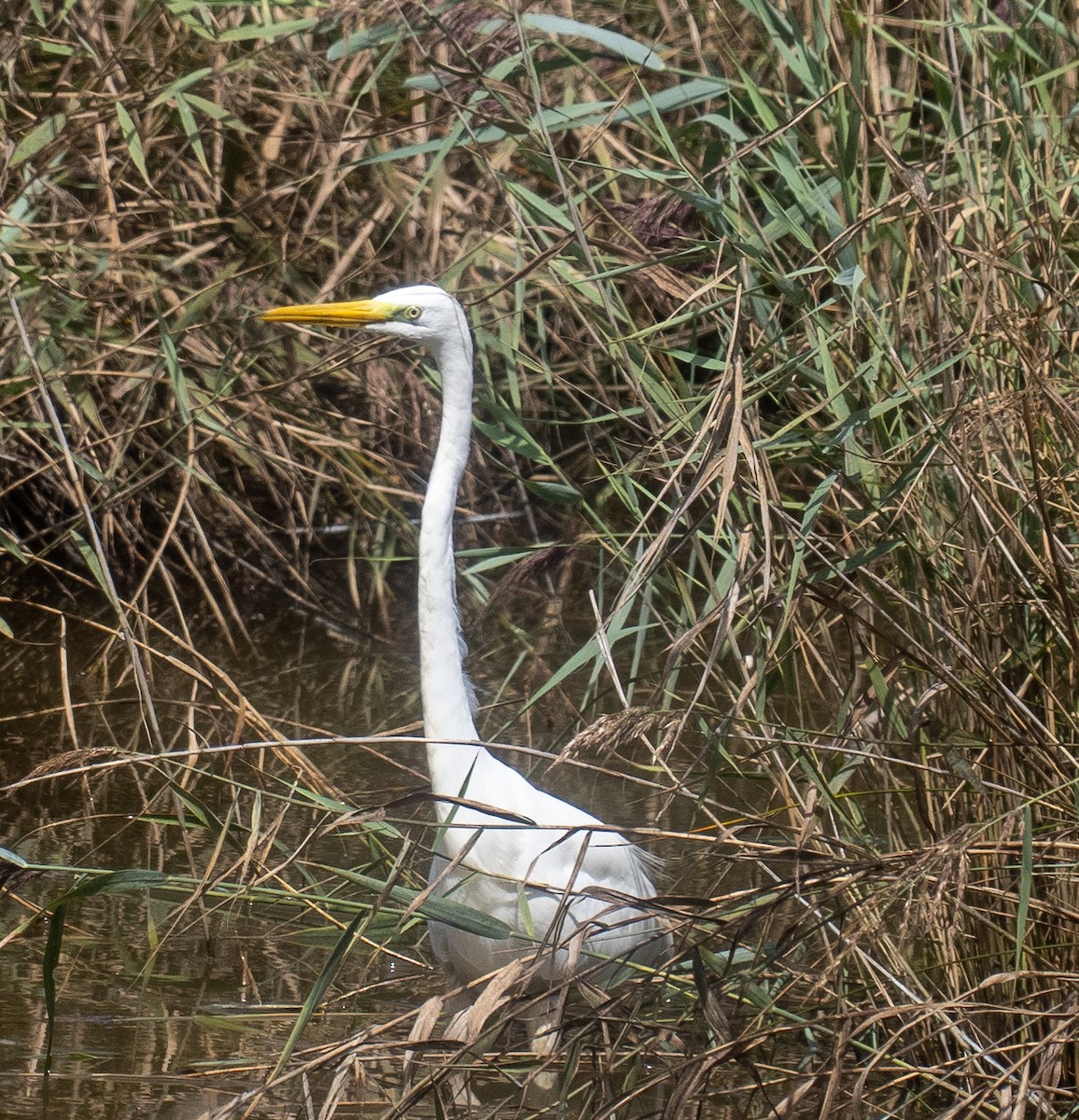 Great Egret - ML608540362