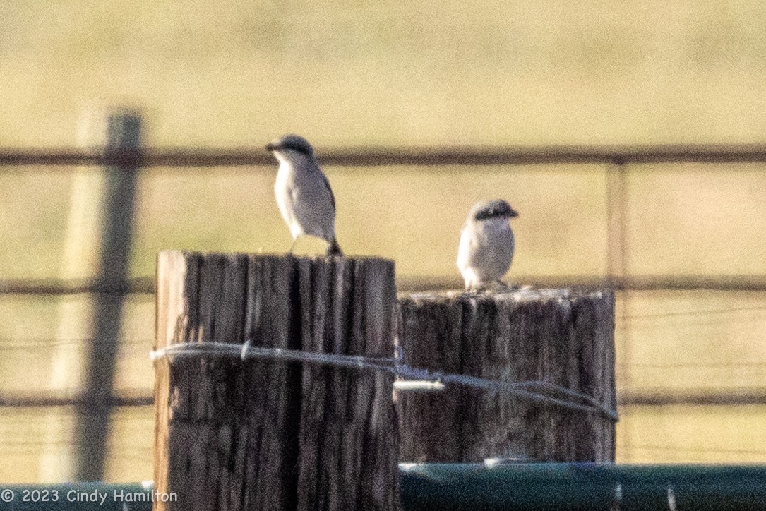 Loggerhead Shrike - ML608540426