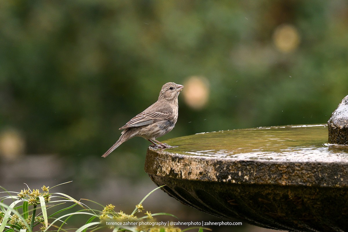 House Finch - ML60854051