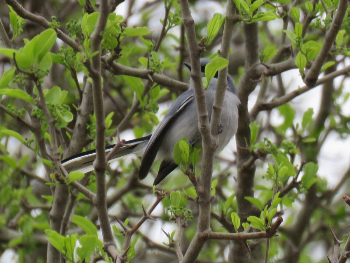 Masked Gnatcatcher - Miguel  C