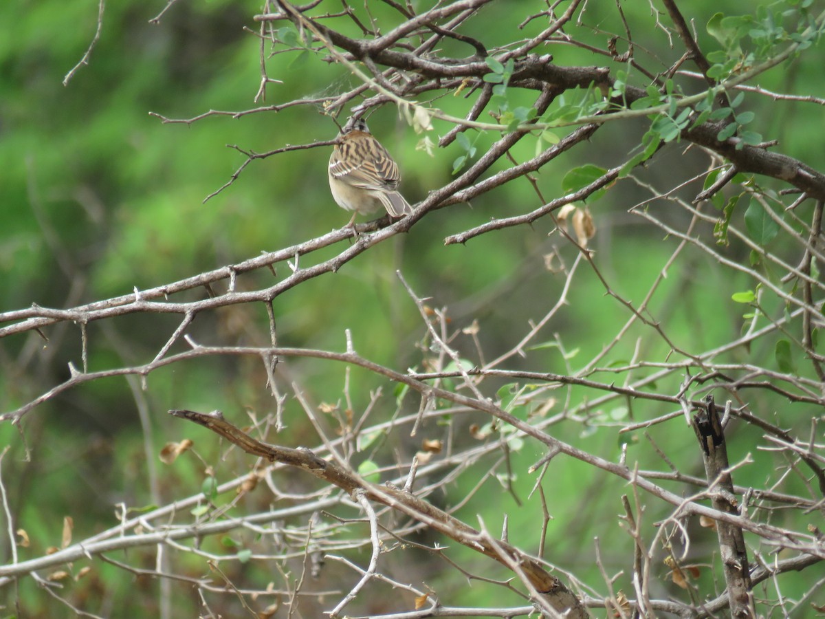 Rufous-collared Sparrow - ML608540567
