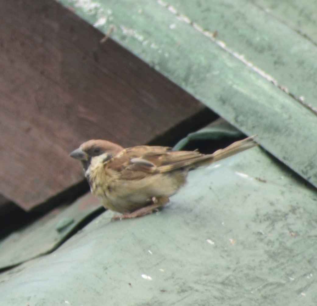 Eurasian Tree Sparrow - ML608540646