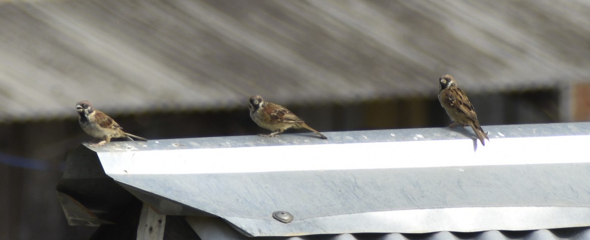 Eurasian Tree Sparrow - ML608540648