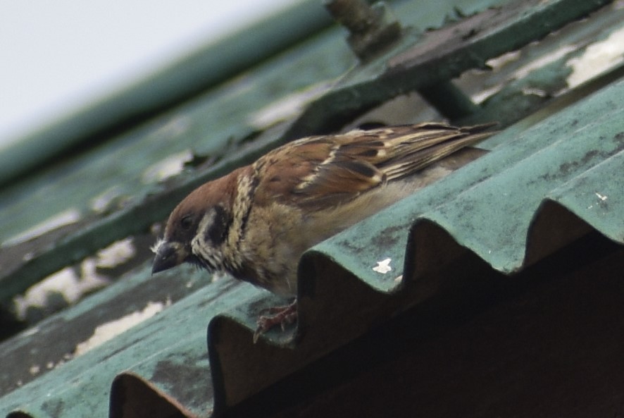 Eurasian Tree Sparrow - ML608540649
